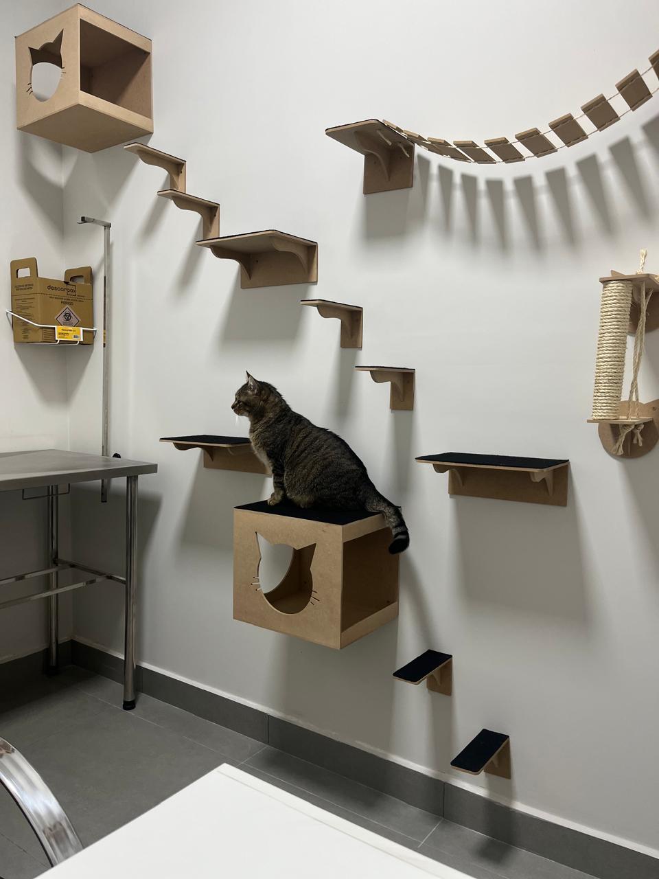 Consultório exclusivo para felinos