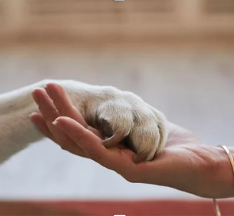 Recepção da Bull Petcare