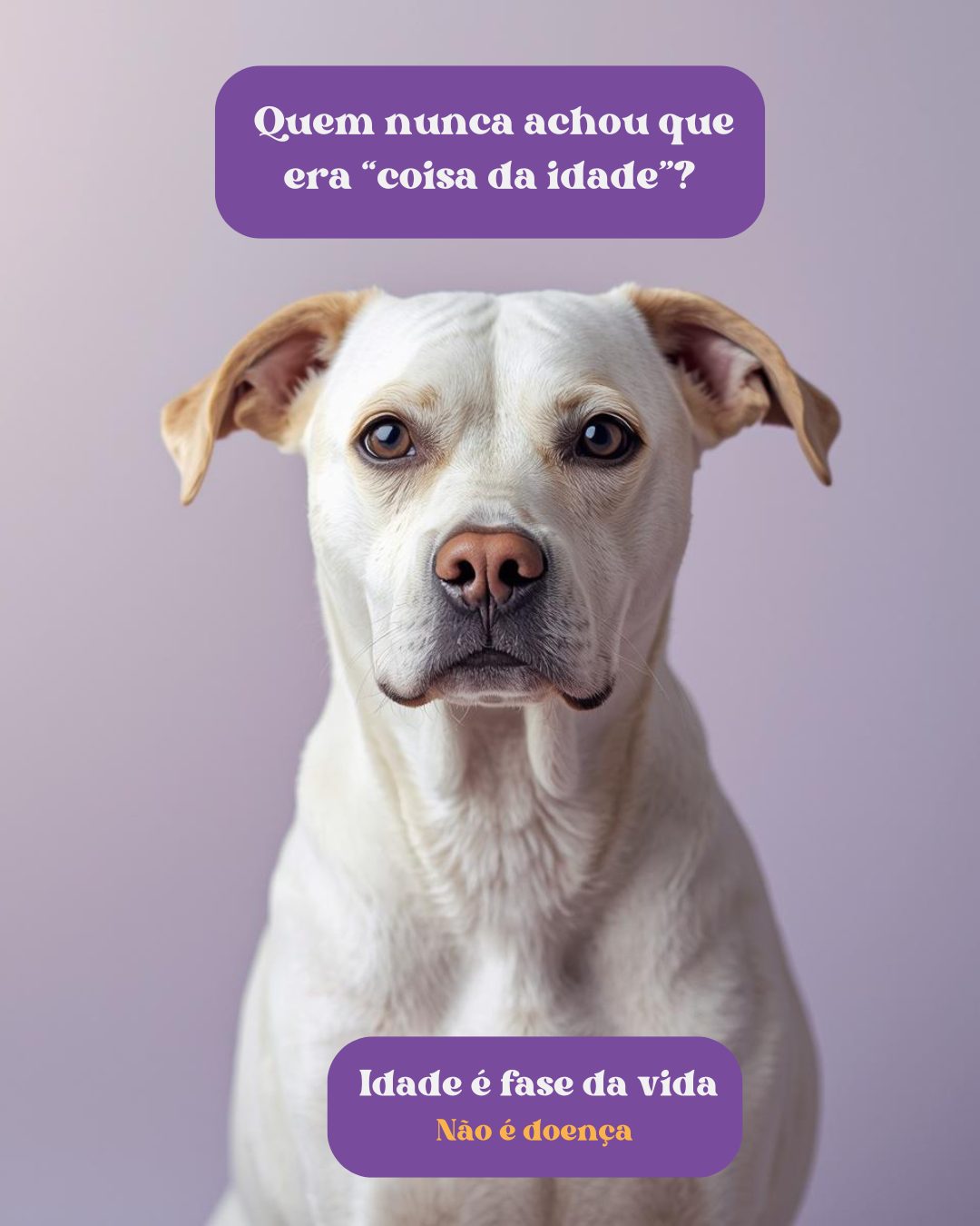 Cão idoso recebendo cuidado veterinário