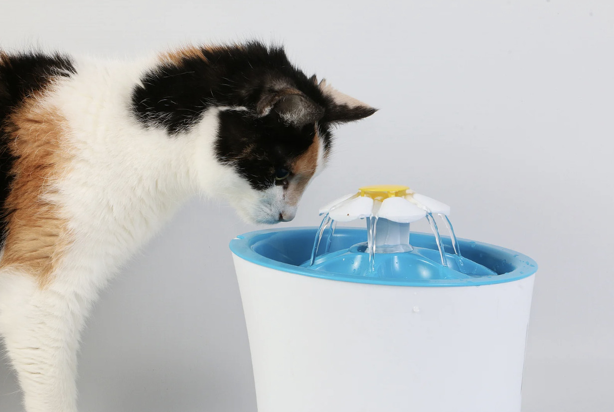 Felino bebendo água na fonte