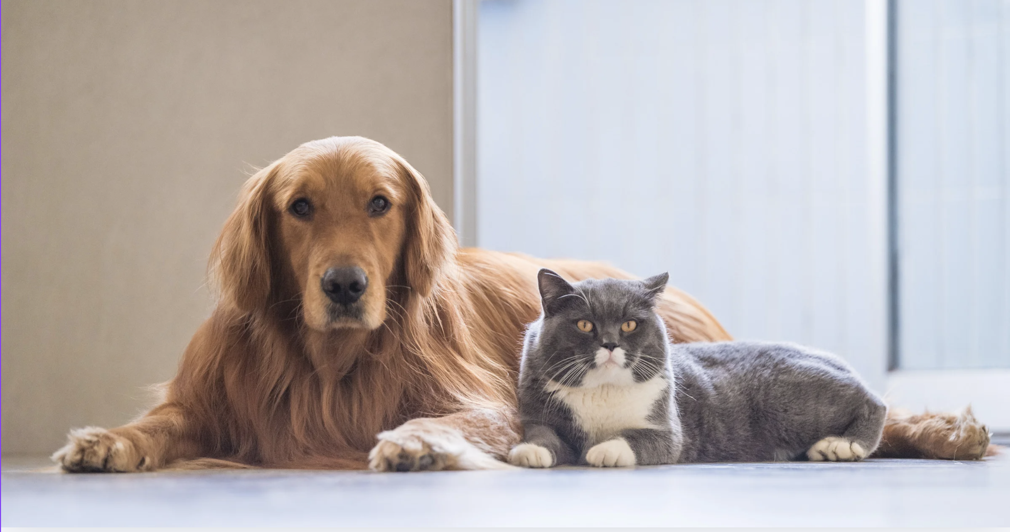 Cão e gato